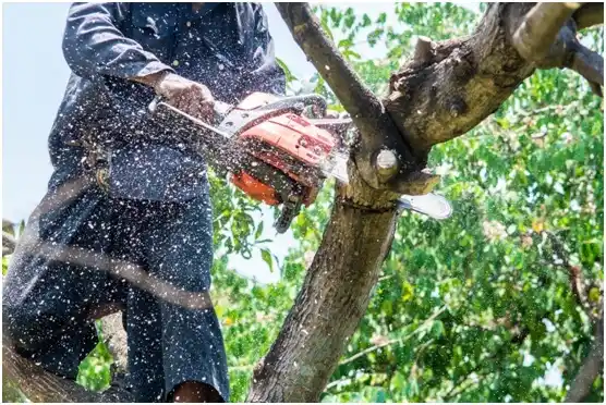 tree services Lily Lake